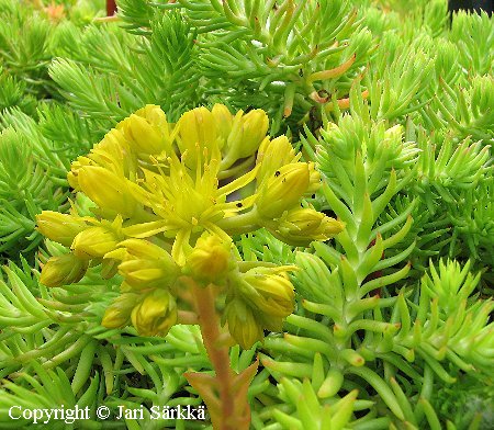 Sedum rupestre 'Mantsl'